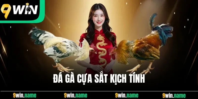 Đá gà cựa sắt kịch tính Đá gà cựa sắt kịch tính