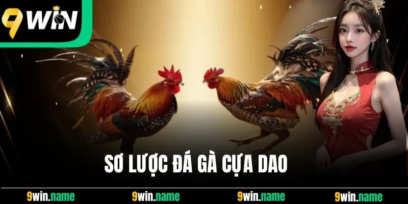 Sơ lược đá gà cựa dao Sơ lược đá gà cựa dao