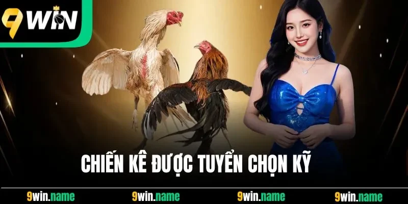 Chiến kê được tuyển chọn kỹ Chiến kê được tuyển chọn kỹ