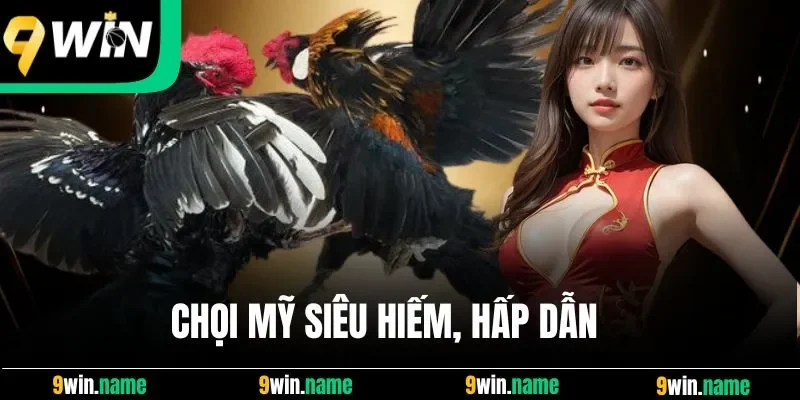 Chọi Mỹ siêu hiếm, hấp dẫn Chọi Mỹ siêu hiếm, hấp dẫn